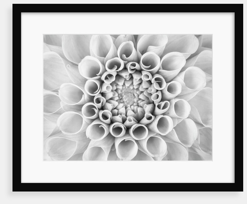 Pompom Dahlia petals by Assaf Frank